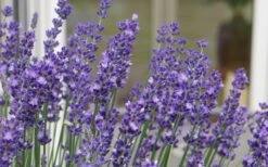 Big Time Blue Lavender - 6 Pack Of 1 Gallon Pots -Green Haven Sales lavandula angustifolia big time blue lavender 3 1