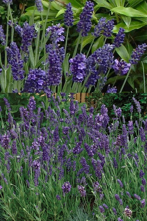 Ellagance Purple English Lavender - 5 Pack Of Quart Pots 5 Ellagance Purple English Lavender - 5 Pack Of Quart Pots - Image 5
