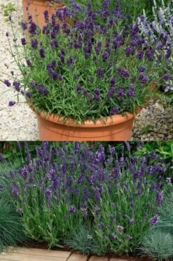 Ellagance Purple English Lavender - 5 Pack Of Quart Pots 8 Ellagance Purple English Lavender - 5 Pack Of Quart Pots -Green Haven Sales lavandula angustifolia ellagance purple english lavender 3