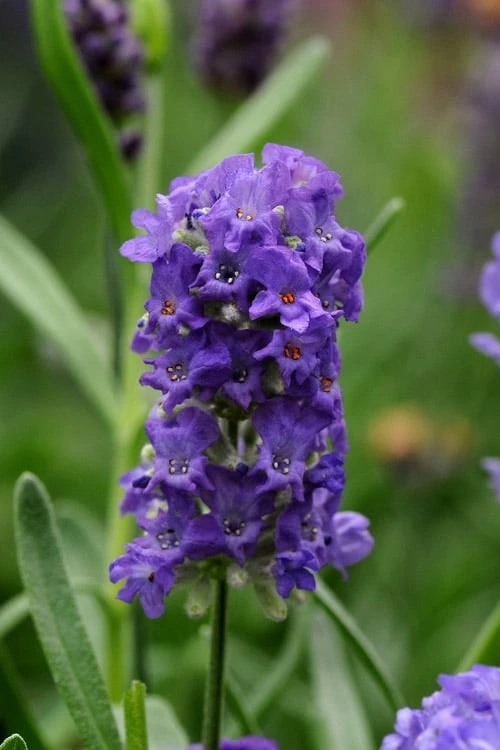 Ellagance Purple English Lavender - 5 Pack Of Quart Pots 1 Ellagance Purple English Lavender - 5 Pack Of Quart Pots