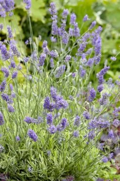 Platinum Blonde English Lavender Plant - 1 Gallon Pot -Green Haven Sales lavandula angustifolia momparler platinum blonde lavender 2