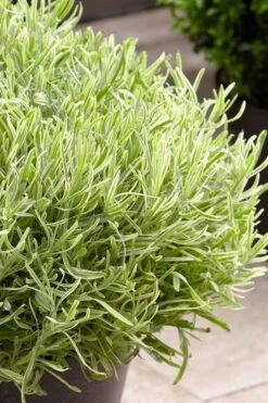 Platinum Blonde English Lavender Plant - 1 Gallon Pot -Green Haven Sales lavandula angustifolia momparler platinum blonde lavender 5