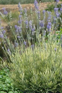 Platinum Blonde English Lavender Plant - 1 Gallon Pot -Green Haven Sales lavandula angustifolia momparler platinum blonde lavender 7