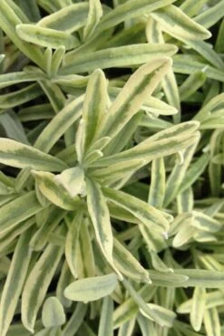 Platinum Blonde English Lavender Plant - 1 Gallon Pot -Green Haven Sales lavandula angustifolia momparler platinum blonde lavender 8