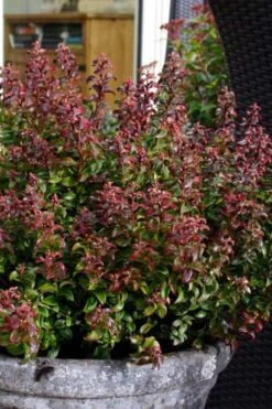 Twisting Red Leucothoe (Fetterbush) - 1 Gallon Pot -Green Haven Sales leucothoe axillaris twisting red coastal dog hobble 2