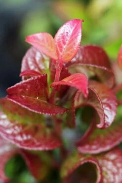 Twisting Red Leucothoe (Fetterbush) - 1 Gallon Pot -Green Haven Sales leucothoe axillaris twisting red coastal dog hobble 3