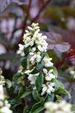 Twisting Red Leucothoe (Fetterbush) - 1 Gallon Pot -Green Haven Sales leucothoe axillaris twisting red coastal dog hobble 5