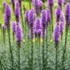 Blazing Star Gayfeather (Liatris Spicata) - 1 Gallon Pot