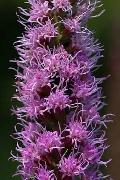 Blazing Star Gayfeather (Liatris Spicata) - 1 Gallon Pot -Green Haven Sales liatris spicata blazing star gayfeather 3
