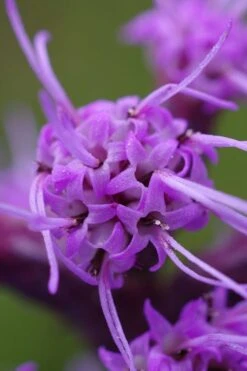 Blazing Star Gayfeather (Liatris Spicata) - 1 Gallon Pot -Green Haven Sales liatris spicata blazing star gayfeather 4