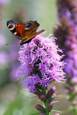 Blazing Star Gayfeather (Liatris Spicata) - 1 Gallon Pot -Green Haven Sales liatris spicata blazing star gayfeather 6