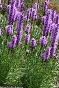 Blazing Star Gayfeather (Liatris Spicata) - 1 Gallon Pot -Green Haven Sales liatris spicata blazing star gayfeather 9