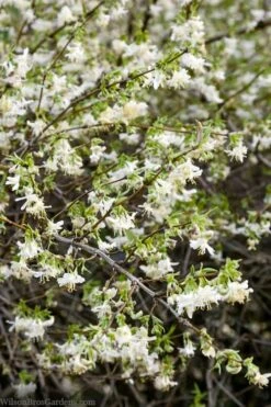 Fragrant Winter Honeysuckle Bush (Lonicera Fragrantissima) - 1 Gallon Pot -Green Haven Sales lonicera fragrantissima winter honeysuckle 14