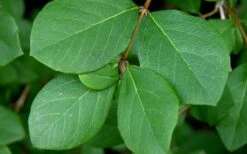 Fragrant Winter Honeysuckle Bush (Lonicera Fragrantissima) - 1 Gallon Pot -Green Haven Sales lonicera fragrantissima winter honeysuckle 18