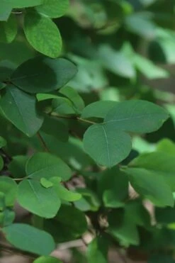 Fragrant Winter Honeysuckle Bush (Lonicera Fragrantissima) - 1 Gallon Pot -Green Haven Sales lonicera fragrantissima winter honeysuckle 19