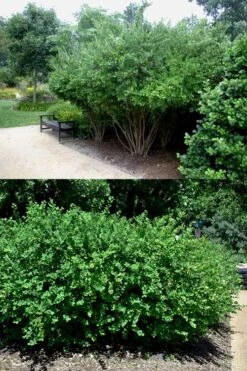 Fragrant Winter Honeysuckle Bush (Lonicera Fragrantissima) - 1 Gallon Pot -Green Haven Sales lonicera fragrantissima winter honeysuckle 22