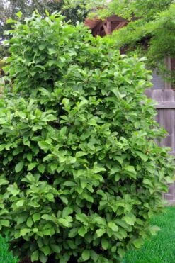 Genie Magnolia Tulip Tree - 5 Gallon Pot -Green Haven Sales magnolia ann 111 1