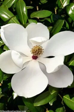 Greenback Southern Magnolia - 3 Gallon Pot -Green Haven Sales magnolia grandiflora mgtig greenback 2