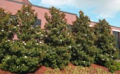 Kay Parris Southern Magnolia - 7 Gallon Pot (3-4') 14 Kay Parris Southern Magnolia - 7 Gallon Pot (3-4') -Green Haven Sales magnolia little gem 11 2