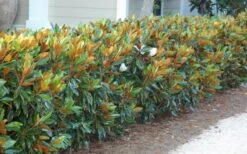 Little Gem Dwarf Southern Magnolia - 5 Gallon Pot -Green Haven Sales magnolia little gem 12 1