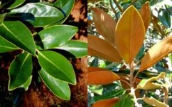 Little Gem Dwarf Southern Magnolia - 3 Gallon Pot (1.5-2.5') -Green Haven Sales magnolia little gem 16