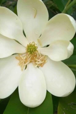 Moonglow Sweetbay Magnolia Tree (Magnolia Virginiana 'Jim Wilson') - 1 Gallon Pot 12 Moonglow Sweetbay Magnolia Tree (Magnolia Virginiana 'Jim Wilson') - 1 Gallon Pot -Green Haven Sales magnolia moonglow sweetbay flower