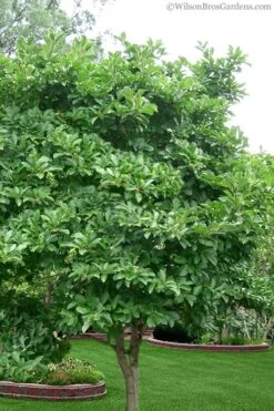 Leonard Messel Star Magnolia - 1 Gallon Pot -Green Haven Sales magnolia stellata 1