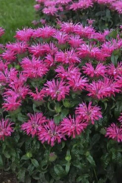 Electric Neon Pink Bee Balm (Monarda) - 1 Gallon Pot -Green Haven Sales monarda electric neon pink bee balm 1