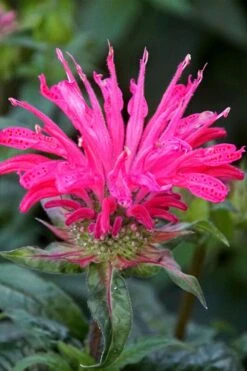 Electric Neon Pink Bee Balm (Monarda) - 1 Gallon Pot -Green Haven Sales monarda electric neon pink bee balm 6