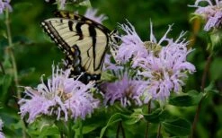 Wild Bergamot Bee Balm (Monarda Fistulosa) - 6 Pack Of 1 Gallon Pots -Green Haven Sales monarda fistulosa wild bergamont bee balm 11 1