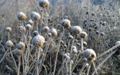 Wild Bergamot Bee Balm (Monarda Fistulosa) - 1 Gallon Pot -Green Haven Sales monarda fistulosa wild bergamont bee balm 15