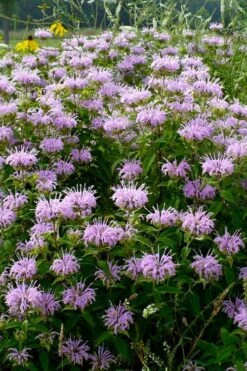 Wild Bergamot Bee Balm (Monarda Fistulosa) - 6 Pack Of 1 Gallon Pots -Green Haven Sales monarda fistulosa wild bergamont bee balm 16 1