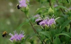 Wild Bergamot Bee Balm (Monarda Fistulosa) - 1 Gallon Pot -Green Haven Sales monarda fistulosa wild bergamont bee balm 17