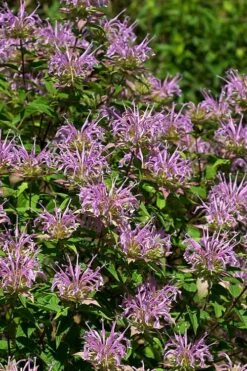 Wild Bergamot Bee Balm (Monarda Fistulosa) - 6 Pack Of 1 Gallon Pots -Green Haven Sales monarda fistulosa wild bergamont bee balm 5 1