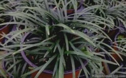 Kyoto Super Dwarf Mondo Grass - 3 Pack Of Pint Pots -Green Haven Sales mondo grass super dwarf 21