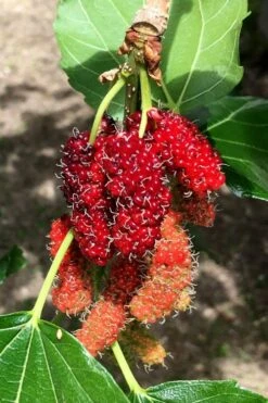 Red Mulberry Tree (Morus Rubra) - 5 Gallon Pot -Green Haven Sales morus rubra red mulberry berries 12