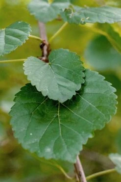 Red Mulberry Tree (Morus Rubra) - 5 Gallon Pot -Green Haven Sales morus rubra red mulberry leaves 1