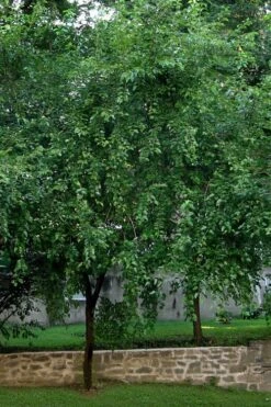 Red Mulberry Tree (Morus Rubra) - 5 Gallon Pot -Green Haven Sales morus rubra red mulberry tree 1