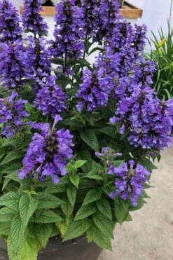 Neptune Catmint (Nepeta) - 1 Gallon Pot -Green Haven Sales nepeta neptune catmint 7