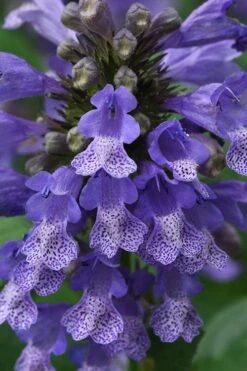 Blue Prelude Catmint (Nepeta) - 1 Gallon Pot -Green Haven Sales nepeta prelude blue catmint 1