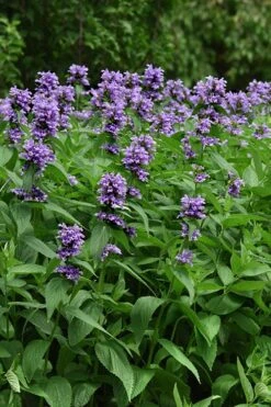 Blue Prelude Catmint (Nepeta) - 1 Gallon Pot -Green Haven Sales nepeta prelude blue catmint 3