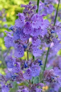 Six Hills Giant Catmint (Nepeta) - 5 Pack Of Quart Pots -Green Haven Sales nepeta six hills giant catmint 10
