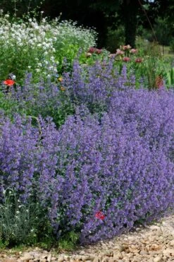 Six Hills Giant Catmint (Nepeta) - 5 Pack Of Quart Pots -Green Haven Sales nepeta six hills giant catmint 2