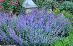 Six Hills Giant Catmint (Nepeta) - 5 Pack Of Quart Pots -Green Haven Sales nepeta six hills giant catmint 8