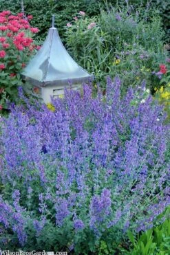 Six Hills Giant Catmint (Nepeta) - 5 Pack Of Quart Pots -Green Haven Sales nepeta six hills giant catmint 9