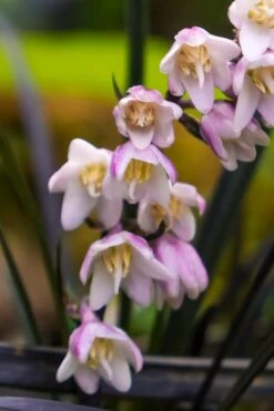 Black Beard Black Mondo Grass - Ophiopogon Planiscapus - 1 Gallon Pot -Green Haven Sales ophiopogon planiscapus black beard black mondo grass 3