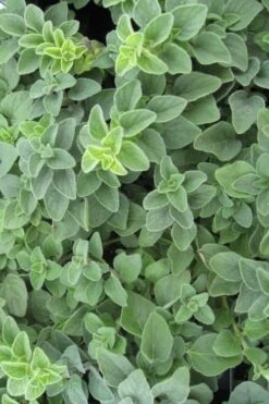 Hot & Spicy Oregano - 6 Pack Of Pint Pots -Green Haven Sales oregano hot spicey 700x550 1