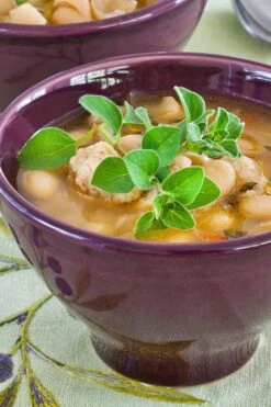 Hot & Spicy Oregano - 6 Pack Of Pint Pots -Green Haven Sales oreganum hot and spicy oregano 1