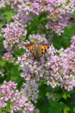 Hot & Spicy Oregano - 6 Pack Of Pint Pots -Green Haven Sales oreganum hot and spicy oregano 7