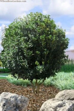 Fruitland's Fortune Tea Olive (Fragrant Osmanthus) - 7 Gallon Pot (4-5') -Green Haven Sales osmanthus fruitlands fortune tea olive 6